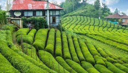 Karadeniz Bölgesinde Ne Ekilir ?