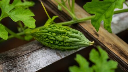 Dereotu Yetiştirme: Başlangıçtan Hasada Kolay Kılavuz