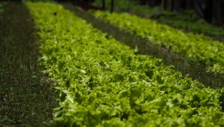 Doğal Yöntemlerle Sebze Verimini Artırın