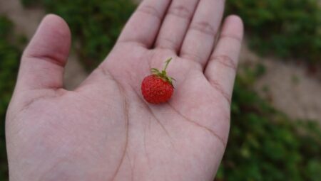 Balkonda Çilek Yetiştirme: Adım Adım Başarı Rehberi