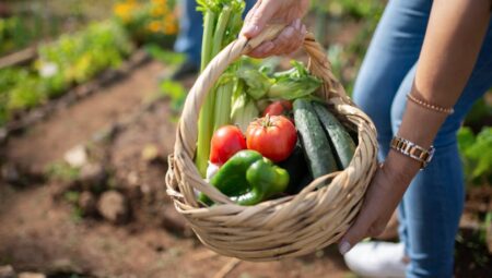 Salatalık Yetiştiriciliği: Verimli Hasat Sırları