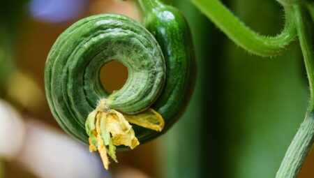 Salatalık Ekimi: Bol Hasat İçin Bilmeniz Gerekenler