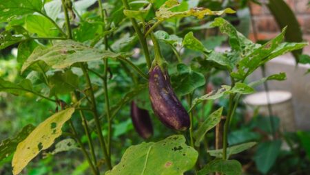 Patlıcan Nasıl Ekilir ve Bakımı Nasıl Yapılır?