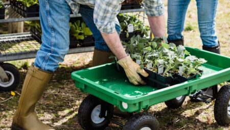 Fide Ne Zaman Şaşırtılır? İşte Bilmeniz Gerekenler