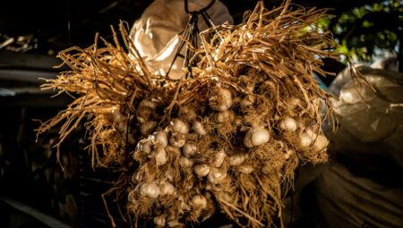 Sarımsak Ekim Zamanı ve Yöntemleri: Verimli Hasat İçin İpuçları