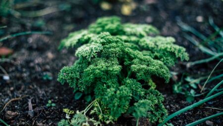 Maydanoz Nasıl Ekilir ve Bakımı: Adım Adım Rehber
