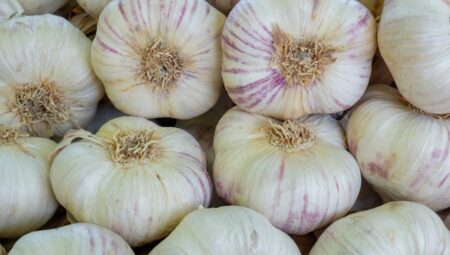 Sarımsak Ekim Zamanı ve Verimli Yöntemleri