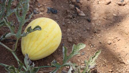 Bereketli Hasat İçin: Kavun Yetiştirme Rehberi