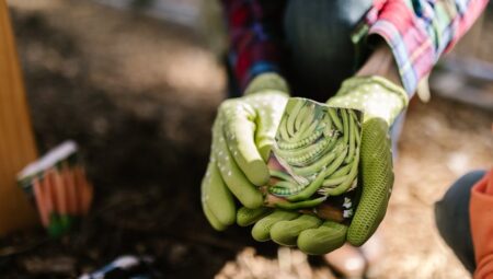 Bezelye Yetiştiriciliği: Adım Adım Verimli Hasat Rehberi