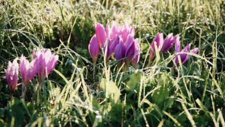 Bitkilerde Çiçek Dökülmesi Nedenleri ve Önlemler