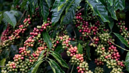 Evde Fasulye Ekimi: Adım Adım Rehber