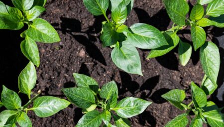 Biber Fidesi Ne Zaman Dikilir? Verimli Hasat İçin İpuçları