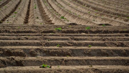 Patates Ekimi: Verimi Artırmanın Sırları