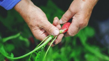 Turp Ekimi ve Hasadı: Kolay ve Hızlı Yöntemler