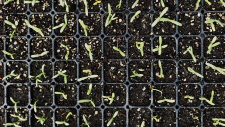 Fide ile Tohum Arasındaki Temel Farklar Nelerdir?