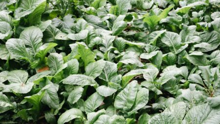 Ispanak Ne Zaman Ekilir? En Verimli Dönemler