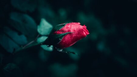 Bitkilerde Çiçek Dökülmesi: Nedenleri ve Çözüm Yolları