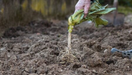 Ekim Nöbeti: Verimli Sebze Bahçesinin Sırrı