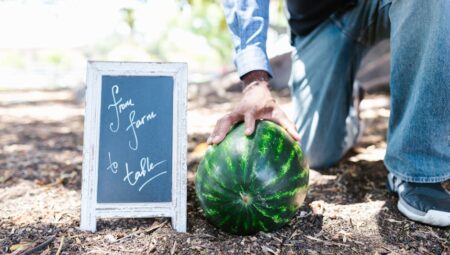 Karpuz Ekimi: Adım Adım Verimli Hasat Rehberi