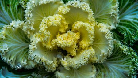 Sebzelerde Yaprak Sararması: Nedenleri ve Çözüm Yolları