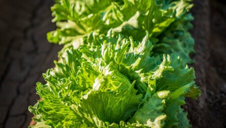 Marul Ne Zaman Ekilir? Kapsamlı Bakım Rehberi