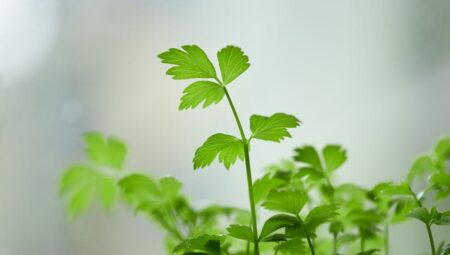 Maydanoz Nasıl Ekilir ve Kaç Günde Çıkar? Kapsamlı Rehber