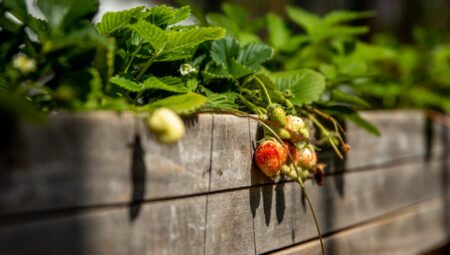 Kendi Çileğinizi Yetiştirin: Adım Adım Rehber